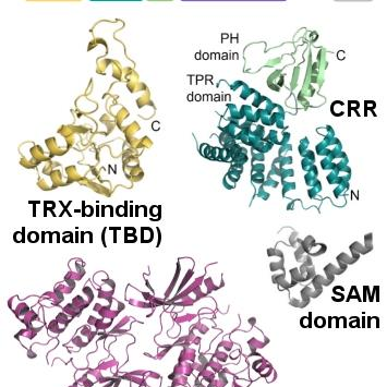 Molecular basis of apoptosis signal-regulating kinase 1 (ASK1) regulation