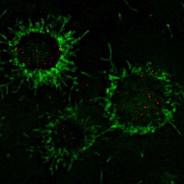 Mechanisms of B-cell receptor signal transduction and PI3K/AKT activation in lymphoma