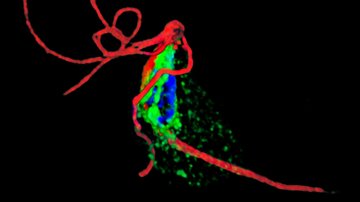 Job Position - Group Leader - Drug Discovery and Evaluation / New targets for development of antiparasitic drugs