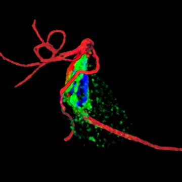 Job Position - Group Leader - Drug Discovery and Evaluation / New targets for development of antiparasitic drugs