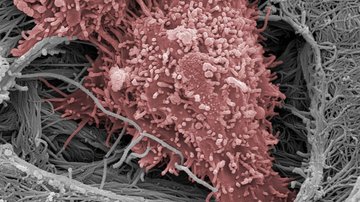 Jan Brábek se stal laureátem Vědecké ceny Ligy proti rakovině