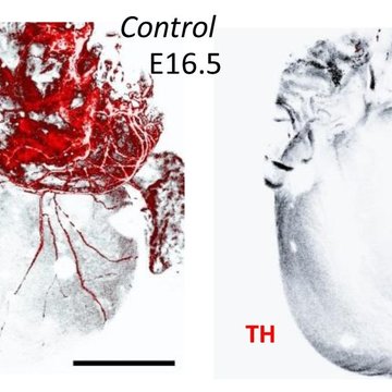 Gratulace týmu Gabriely Pavlínkové k publikaci v PNAS