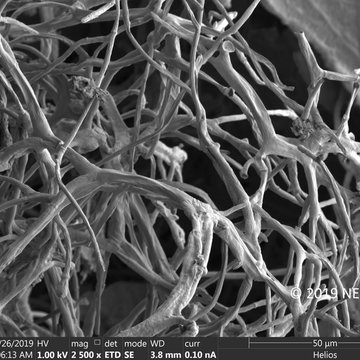 Vědci vyvinuli látku na zvýšení imunity. Testy potvrdily účinnost