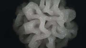 Je glukosa odpovědná za šíření kvasinkové infekce v organismu?