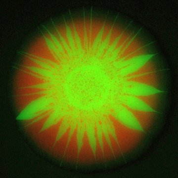 Buňky mikrobiálních populací umí spolupracovat i soupeřit. Co a jak k tomu vede?