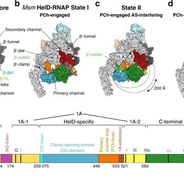 Nová cesta v boji proti patogenním bakteriím