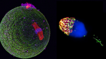 Výzkum proteinu CD46 posouvá asistovanou reprodukci k principům přirozeného oplození