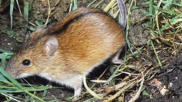 Zoologové z BIOCEV zmapovali šíření hlodavců z Asie do Evropy. Pomohly genetické stopy z doby ledové