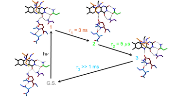 Glutamine "dancing" in LOV photoreceptors unearthed