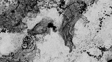 Představujeme vědeckou skupinu  Miroslava Honse z 1. lékařské fakulty UK v BIOCEV