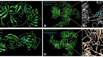 Modulátory estrogenového receptoru chrání ženu proti  covidu a dalším infekcím