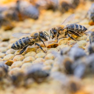 Odhalit falešný včelí med bude snazší