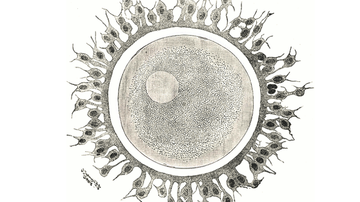 Výzkum role proteinových sítí při oplození může pomoci objasnit neplodnost