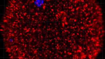 Při vzniku života hraje klíčovou roli protein pojmenovaný po řecké bohyni Maia