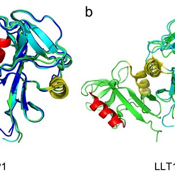 Funkční řetězení povrchových receptorů na lidských imunitních buňkách