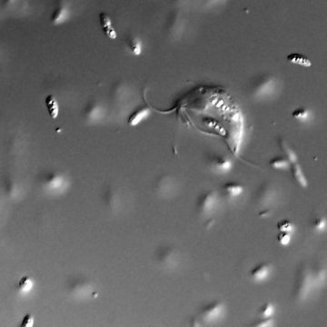 K čemu slouží redukované mitochondrie?