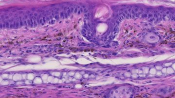 Vědci objevili novou funkci proteinu v imunitní odpovědi organismu