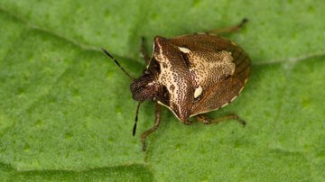 Čeští vědci vyluštili záhadný genetický kód nově objeveného parazita