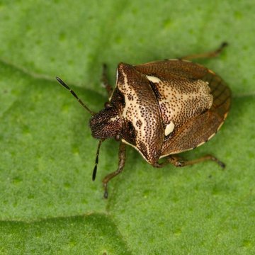 Čeští vědci vyluštili záhadný genetický kód nově objeveného parazita