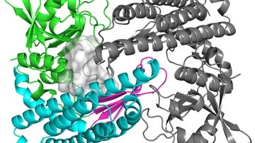 Podivný protein pomůže připravit antibiotika účinná proti rezistentním bakteriím