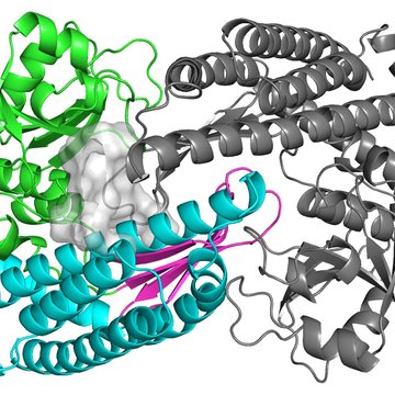 Podivný protein pomůže připravit antibiotika účinná proti rezistentním bakteriím
