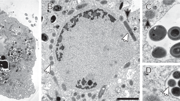 Odhalení zajímavé symbiózy