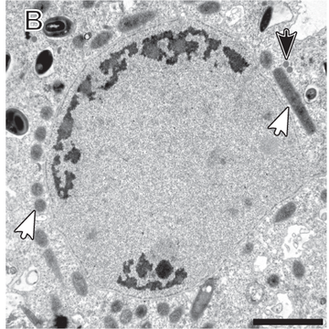 Odhalení zajímavé symbiózy