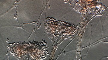 Pomocník i hrozba. Na neznámé houby se zaměří odborníci různých profesí