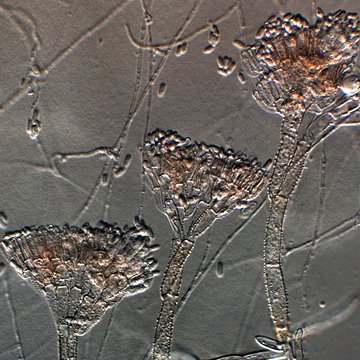 Pomocník i hrozba. Na neznámé houby se zaměří odborníci různých profesí