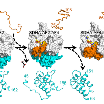 Nové výsledky o klíčovém komplexu regulujícím Krebsův cyklus a oxidativní fosforylaci