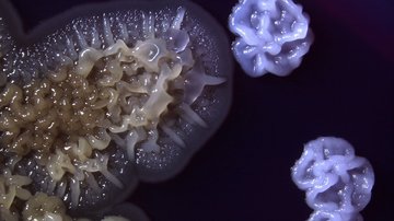 Nové poznatky o regulaci aktivity transkripčního faktoru Gcn4 v prostorově strukturovaných populacích kvasinek