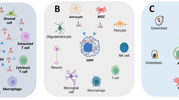 Přelomový objev českých vědců: Horizontální mitochondriální transfer je klíčový proces v biologii nádorů