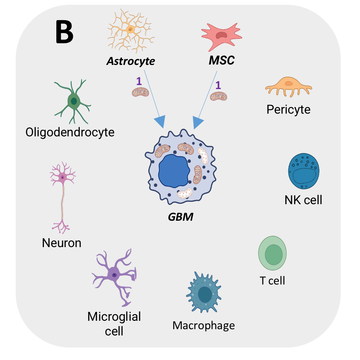 Přelomový objev českých vědců: Horizontální mitochondriální transfer je klíčový proces v biologii nádorů