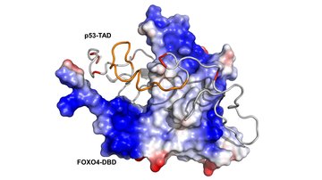 Objasnění strukturní podstaty interakce transkripčních faktorů p53 a FOXO4