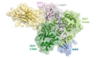 Nové strukturní poznatky odhalují detailní mechanismus regulace enzymu Nedd4-2