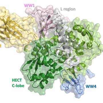 Nové strukturní poznatky odhalují detailní mechanismus regulace enzymu Nedd4-2