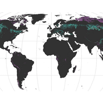 Vědci zmapovali, kde je nejvíce houbových partnerů pro rostliny