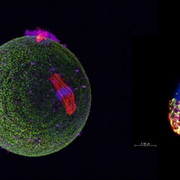 Reprodukční biologie