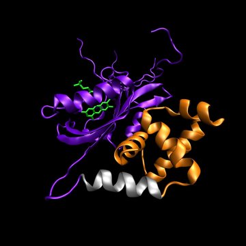 Dynamika biologických procesů