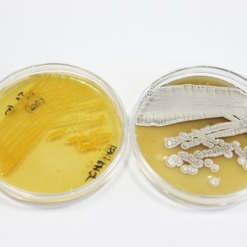 Výzkum přírodních látek: struktura a funkce