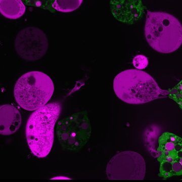 Laboratoř esenciálních kovů a designu nových léčiv