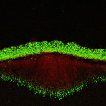 Molekulární a buněčná biologie kvasinkových populací, interakce, signalizace a diferenciace