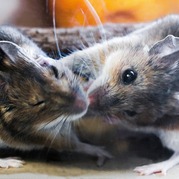 Lipokaliny v modulaci savčí reprodukce