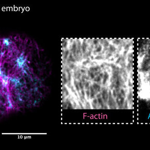 Vývojová mechanobiologie